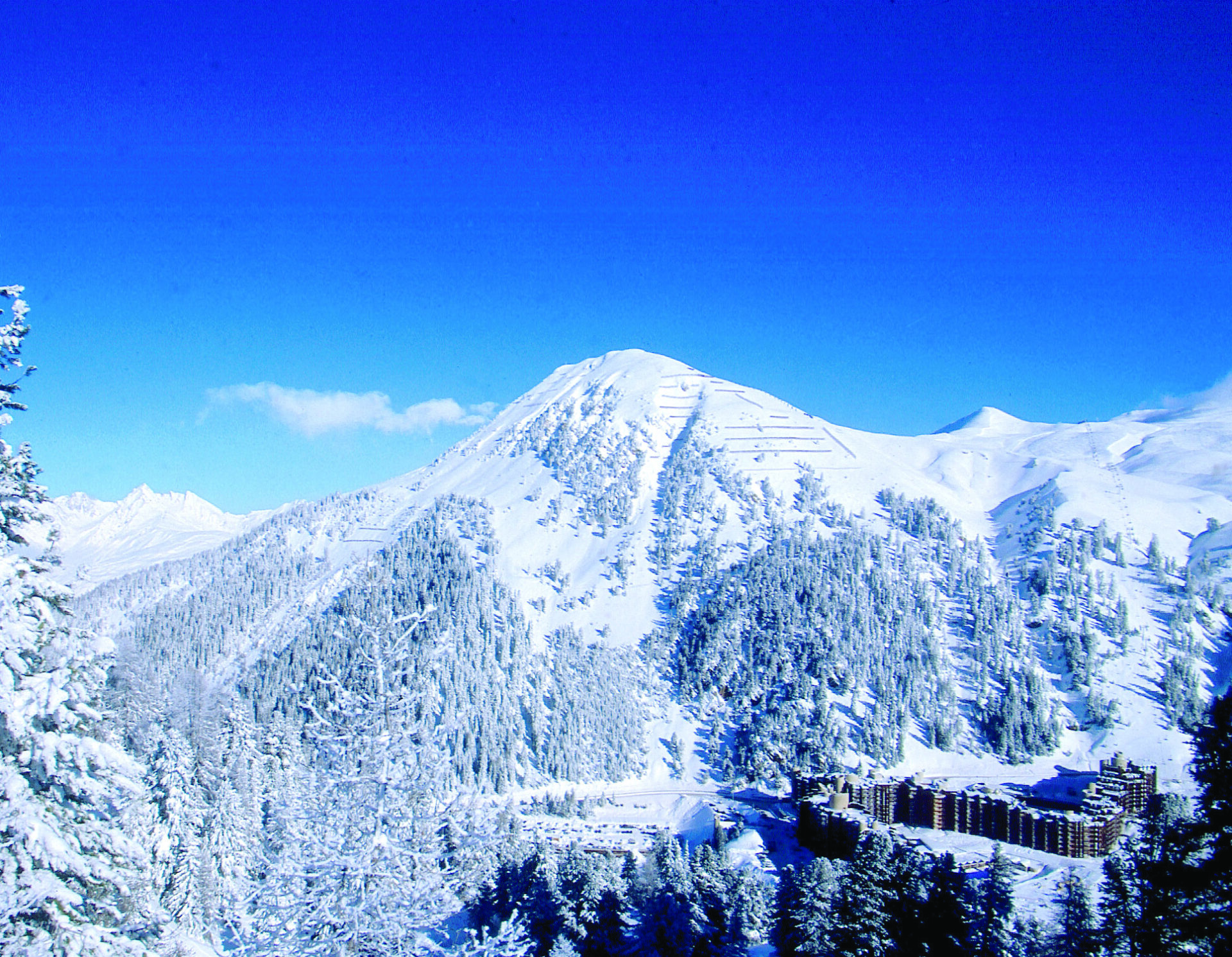 A huge snowy mountain on a blue sky day, with plenty of Alpine trees covering the mountain.