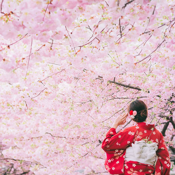 Japanese lady dressed in traditional red attire standing underneath a pink cherry tree in bloom