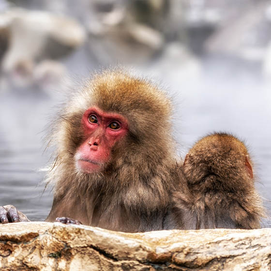 Snow monkeys at Monkey Park in Nagaro, Japan