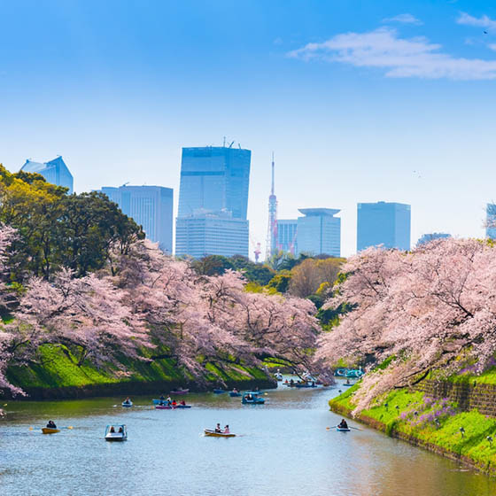 The stunning cherry blossom and futuristic skyline in the background in Tokyo