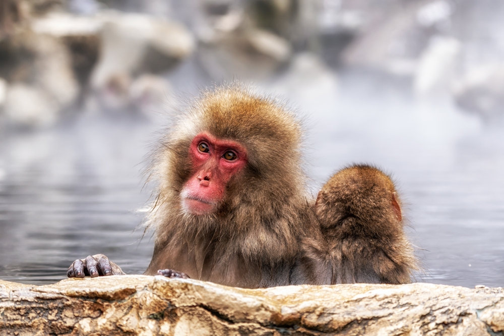 Snow monkeys in Nagaro Monkey Park, Japan